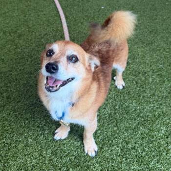 Freddie Mercury -  Chihuahua and Mixed Breed Dog for Adoption in West Palm Beach, Florida - Freddie Mercury | PetCurious