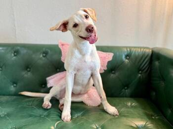 Betty White Sprinkle -  Labrador Retriever and Pointer Dog for Adoption in Friendswood, Texas - Betty White Sprinkle | PetCurious