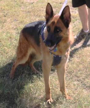 Rescue German Shepherd Dog Dogs for Adoption in Bandera, Texas - Diamond | PetCurious