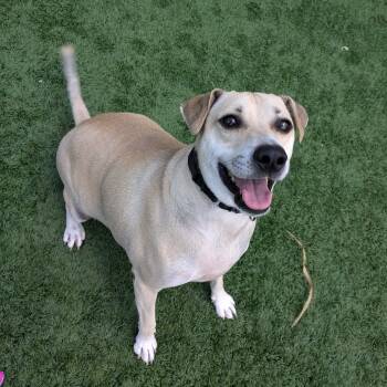 Rescue Mixed Breed Dogs for Adoption in Matteson, Illinois - Spot | PetCurious