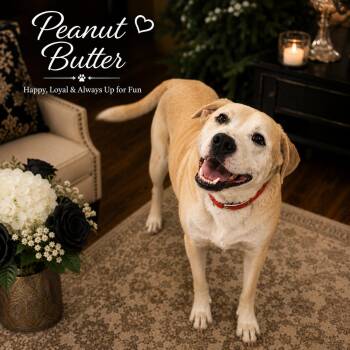 Peanut Butter (AKA "Peter Parker") -  American Staffordshire Terrier and Labrador Retriever Dog for Adoption in Farmington, Missouri - Peanut Butter (AKA "Peter Parker") | PetCurious