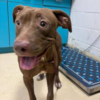 Faye -  Pit Bull Terrier Dog for Adoption in Lufkin, Texas - Faye | PetCurious