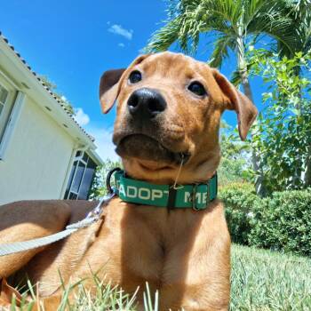 Rolo -  Rhodesian Ridgeback Dog for Adoption in Sarasota, Florida - Rolo | PetCurious