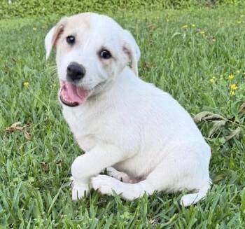 Labrador Retriever Dogs Available for Adoption in League City, Texas - Conrad  | PetCurious