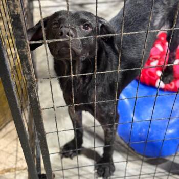 Melon -  Labrador Retriever and Mixed Breed Dog for Adoption in Fort Smith, Arkansas - Melon | PetCurious