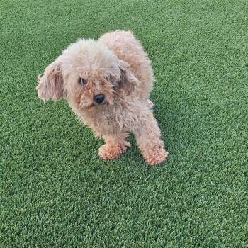 Shadow 0790 -  Poodle Dog for Adoption in Loxahatchee Groves, Florida - Shadow 0790 | PetCurious