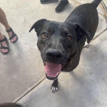 Rescue Mixed Breed Dogs for Adoption in Puyallup, Washington - Nito | PetCurious