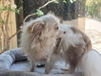 Sage Blue -  Chihuahua Dog for Adoption in Fort Worth, Texas - Sage Blue | PetCurious