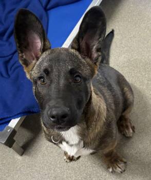 Shepherd Dogs Available for Adoption - Tej 3 Months | PetCurious