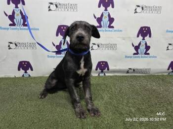 BONNIE -  Pit Bull Terrier and Mixed Breed Dog for Adoption in Orlando, Florida - BONNIE | PetCurious