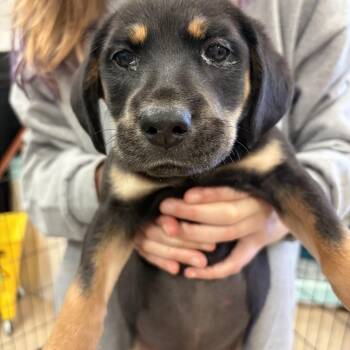 Terrier and Australian Shepherd Dogs Available for Adoption - Loretta Lynn | PetCurious