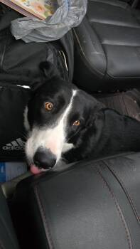 Rescue Border Collie Dogs for Adoption in Pocatello, Idaho - Vessel | PetCurious