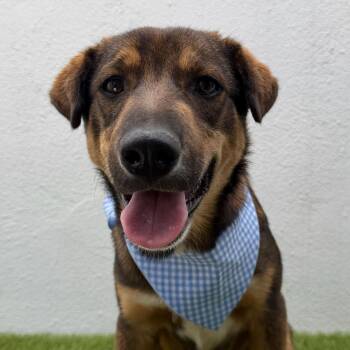 MORIARTY -  Labrador Retriever and Shar Pei Dog for Adoption in San Diego, California - MORIARTY | PetCurious