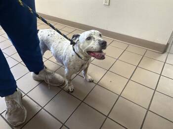 SID -  Pit Bull Terrier and Mixed Breed Dog for Adoption in Ocala, Florida - SID | PetCurious