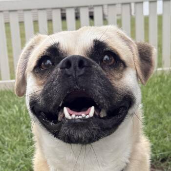 Cobi -  Chug Dog for Adoption in Auburn, Nebraska - Cobi | PetCurious
