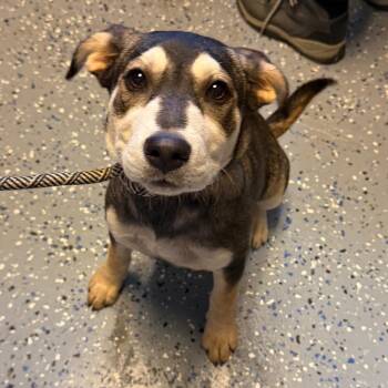 TUSC-Stray-84758_2 -  Shepherd and Husky Dog for Adoption in Tuscaloosa, Alabama - TUSC-Stray-84758_2 | PetCurious