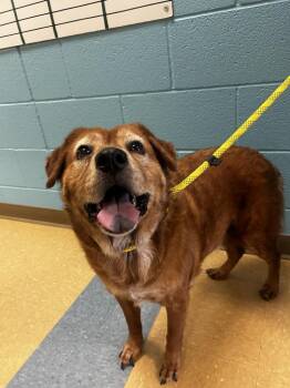 Sadie -  Golden Retriever and Chow Chow Dog for Adoption in Little Elm, Texas - Sadie | PetCurious