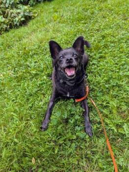 Zoé -  Mixed Breed Dog for Adoption in Montreal, Quebec - Zoé | PetCurious