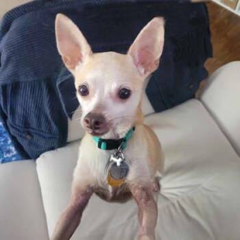 Taco -  Chihuahua and Mixed Breed Dog for Adoption in Atlanta, Georgia - Taco | PetCurious