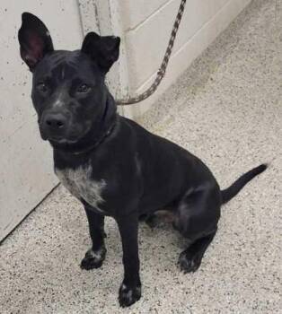 Blackjack -  Mixed Breed Dog for Adoption in Kansas City, Missouri - Blackjack | PetCurious