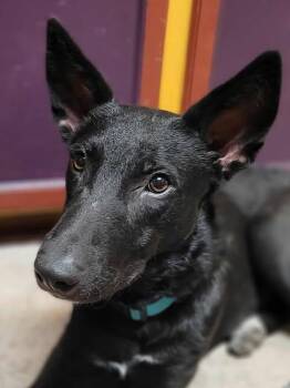 Rescue Labrador Retriever and German Shepherd Dog Dogs for Adoption in VERNON ROCKVL, Connecticut - Starr | PetCurious