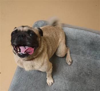Pug Dogs Available for Adoption in Chula Vista, California - SASHA | PetCurious