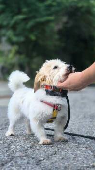 Marley -  Spitz Dog for Adoption in New York, New York - Marley | PetCurious