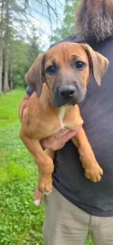 Gunnar -  Mountain Cur Dog for Adoption in Salamanca, New York - Gunnar | PetCurious