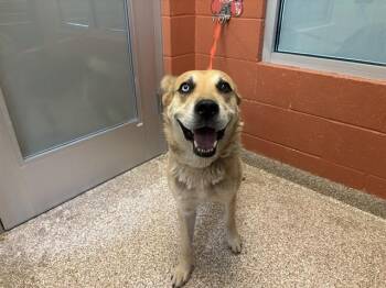 BOO -  Siberian Husky and Rottweiler Dog for Adoption in Pueblo, Colorado - BOO | PetCurious