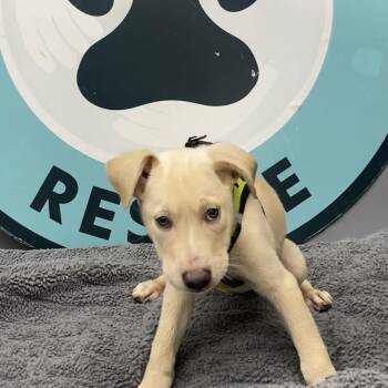 Breezy D11954 -  Labrador Retriever and Pit Bull Terrier Dog for Adoption - Breezy D11954 | PetCurious