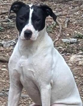 Rescue Terrier and Mixed Breed Dogs for Adoption in San Antonio, Texas - Patch | PetCurious