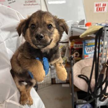 Terrier and Shepherd Dogs Available for Adoption - Hayes | PetCurious