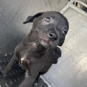 Archer -  Chihuahua and Terrier Dog for Adoption in Edinburg, Texas - Archer | PetCurious