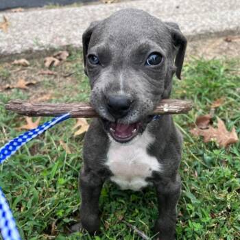 Seymour -  Pit Bull Terrier Dog for Adoption in Richmond, Virginia - Seymour | PetCurious