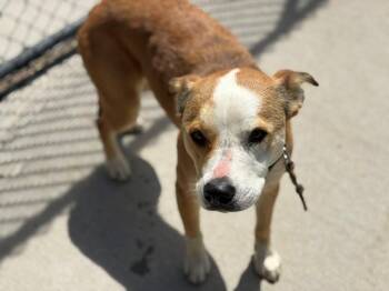 Border Collie and Mixed Breed Dogs Available for Adoption in Tulsa, Oklahoma - LUCKY LADY | PetCurious