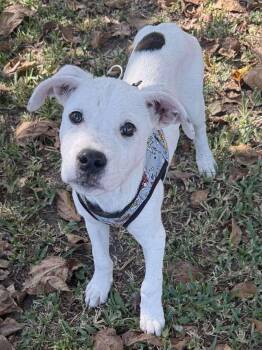 Rescue Mixed Breed Dogs for Adoption in Covington, Texas - Buttons | PetCurious