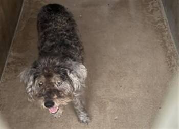 A275136 -  Schnauzer and Poodle Dog for Adoption in Chula Vista, California - A275136 | PetCurious