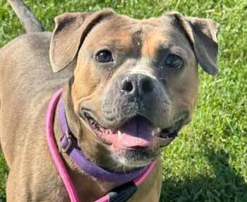 Sasha -  Pit Bull Terrier Dog for Adoption in Euclid, Ohio - Sasha | PetCurious