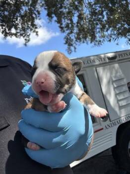 Rescue Labrador Retriever and Mixed Breed Dogs for Adoption in Houston, Texas - A644606 | PetCurious