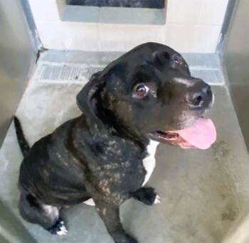 KONG -  Pit Bull Terrier and Labrador Retriever Dog for Adoption in Tustin, California - KONG | PetCurious