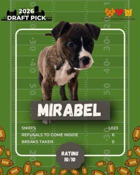 German Shepherd Dog and Mixed Breed Dogs Available for Adoption in Aliquippa, Pennsylvania - MIRABEL | PetCurious