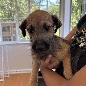Gretchen -  Terrier Dog for Adoption in Sonoma, California - Gretchen | PetCurious