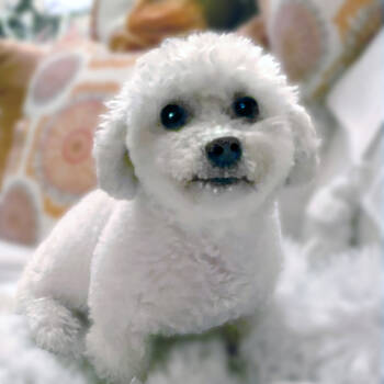 Rescue Bichon Frise and Miniature Poodle Dogs for Adoption in Placentia, California - Sofia #191 | PetCurious