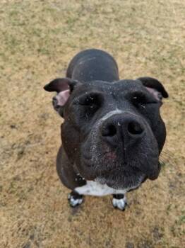Kai -  Pit Bull Terrier and Mixed Breed Dog Available for Adoption in Scottsbluff, Nebraska - Kai | PetCurious