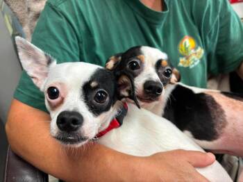Bandit - Not at shelter (Kendra) -  Chihuahua and Pomeranian Dog for Adoption in Rustburg, Virginia - Bandit - Not At Shelter (Kendra) | PetCurious