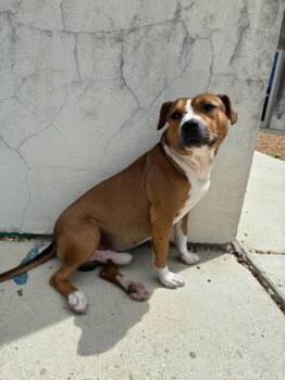 Clover -  Pit Bull Terrier and Mixed Breed Dog for Adoption in New Orleans, Louisiana - Clover | PetCurious
