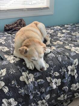 Dash -  Labrador Retriever and Beagle Dog for Adoption in Willingboro, New Jersey - Dash | PetCurious