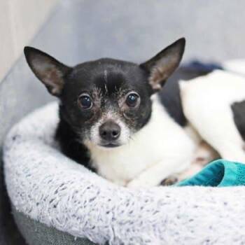 Mixed Breed Dogs Available for Adoption - Rocky | PetCurious