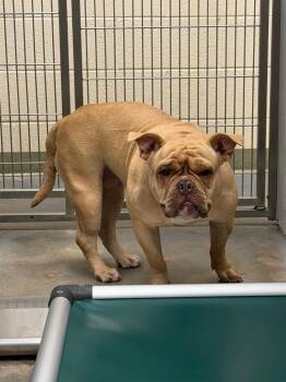2026-06-012 -  American Bulldog Dog for Adoption in Winder, Georgia - 2026-06-012 | PetCurious