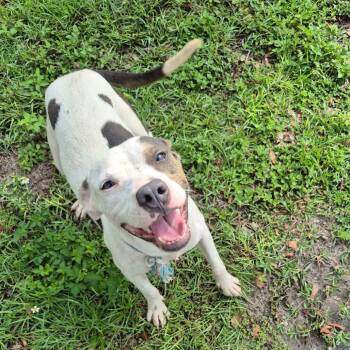 Duke -  Mixed Breed Dog for Adoption in Lake Panasoffkee, Florida - Duke | PetCurious